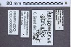 Etikette zu Anisomerus striatus (NHMW-ZOO-COL-0008506)